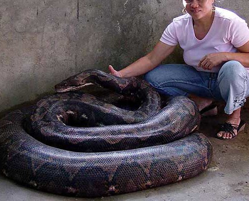 Largest Python